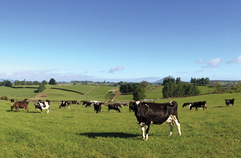 Agritech Animal Nutrition 'Dairy Cows'
